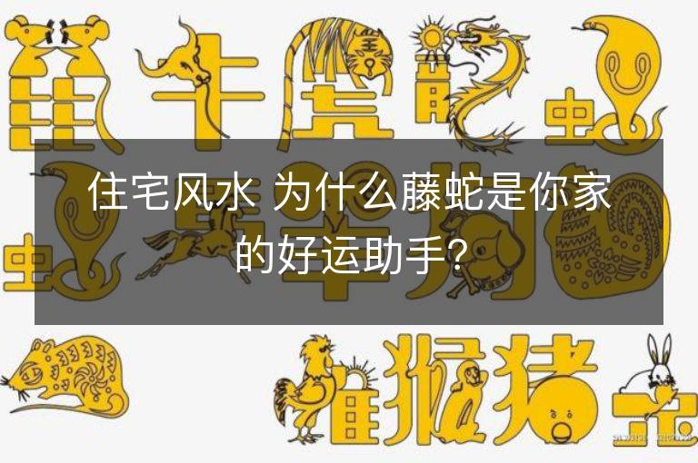 住宅风水 为什么藤蛇是你家的好运助手？