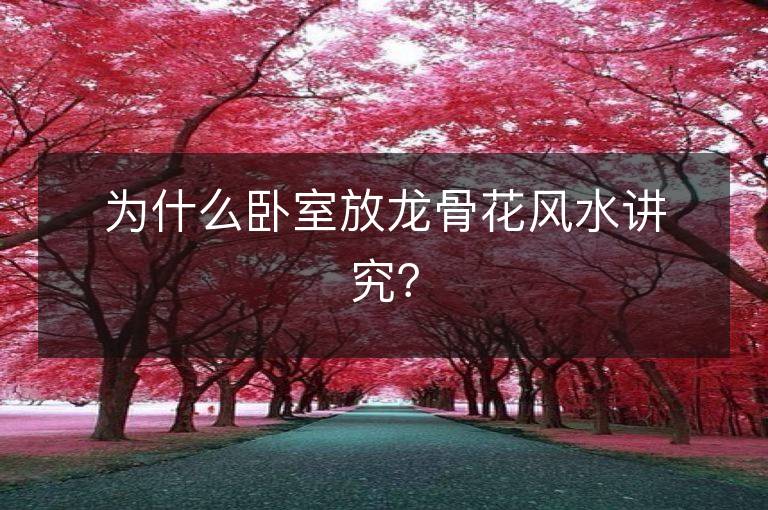 为什么卧室放龙骨花风水讲究？