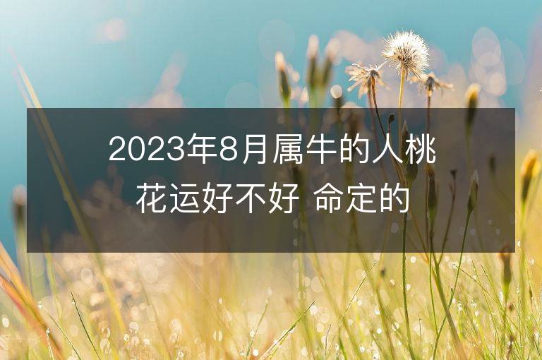 2023年8月属牛的人桃花运好不好 命定的情人是谁