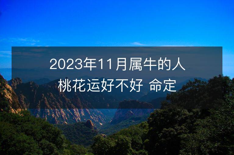 2023年11月属牛的人桃花运好不好 命定的情人是谁